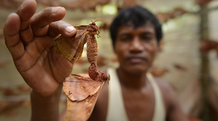 Hernyóselyem előállítása Indiában / Fotó: MTI