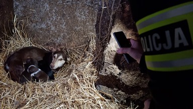 Horror zwierząt w małej wsi. Głodne, cuchnące i chore brodziły w odchodach