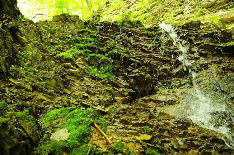 Tereny projektowanego Turnickiego Parku Narodowego są domem dla największych drapieżników występujących w Polsce. Można spotkać tam objętego ochroną niedźwiedzia, rysia, żbika czy wilka. Ostoje mają tam też najrzadsze gatunki ptaków: orzeł przedni, orlik krzykliwy, bocian czarny, puchacz, włochatka, sóweczka, dzięcioł trójpalczasty i białogrzbiety a także owady będące reliktami lasów pierwotnych, jak zgniotek cynobrowy, zagłębek bruzdkowany, ponurek Schneidera, oraz rzadkie i zagrożone, jak pachnica dębowa, nadobnica alpejska czy biegacz urozmaicony. 
<br><br>
fot. Maciek Suchorabski