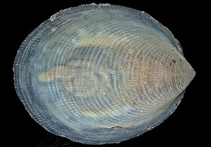 Stvorenje iz drugog doba na dubini od 6465 metara