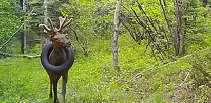 Biedny jeleń! Przez dwa lata dźwigał to na szyi. Na filmie widać, jak cierpiał