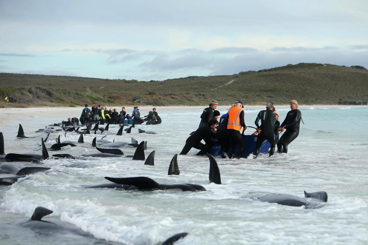 V Austrálii uviazlo blízko pobrežia takmer 100 veľrýb.