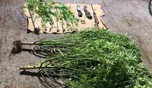 Plantaža marihuane u Nikšiću