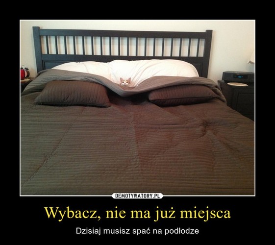 Mem z kotem / demotywatory.pl