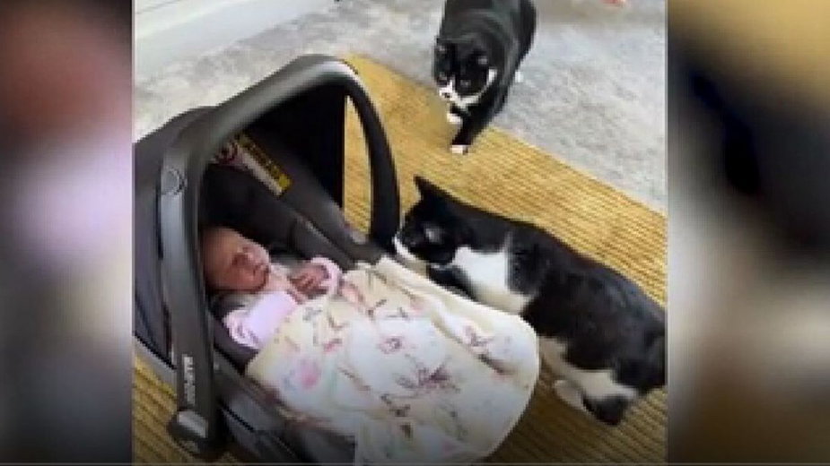 Dwa koty z niemowlęciem