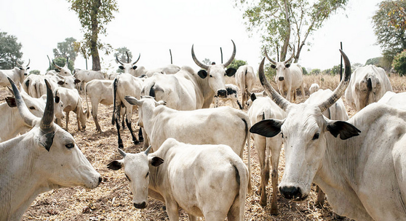 Senator Yari distributes 380 cows to APC stakeholders for Eid-el-fitr festival [dailytimes]