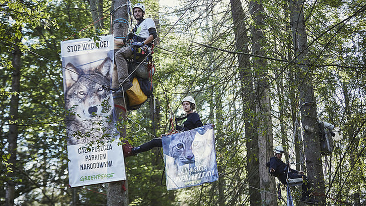 Aktywiści na drzewach blokują wywózkę drewna z Puszczy Białowieskiej