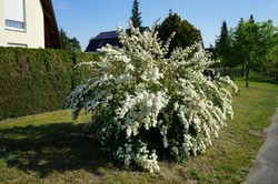 Będzie idealna na żywopłot. Ma piękny zapach i jest łatwa w uprawie