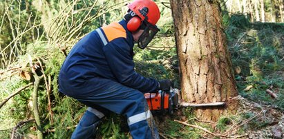 Przerażające znalezisko w pniu drzewa. Drwale oniemieli