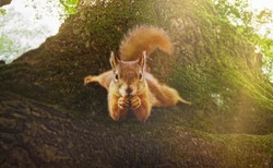 "Serce dębu". Jeszcze w zielone gramy, jeszcze nie umieramy [#DobryCynk]