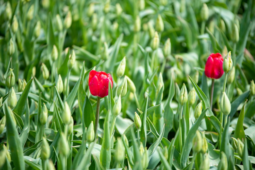 Tulipany w ogrodzie botanicznym maj 2021