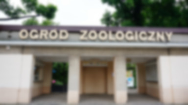 Poznańskie zoo apeluje do turystów, aby respektowali zakazy. „Czy chodzenie do zoo ma być jak sport ekstremalny?”