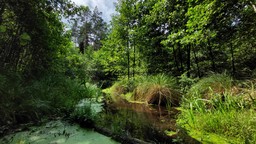 Rewolucji ciąg dalszy. Lasy Państwowe powołają konsultantów społecznych we wszystkich 429 nadleśnictwach