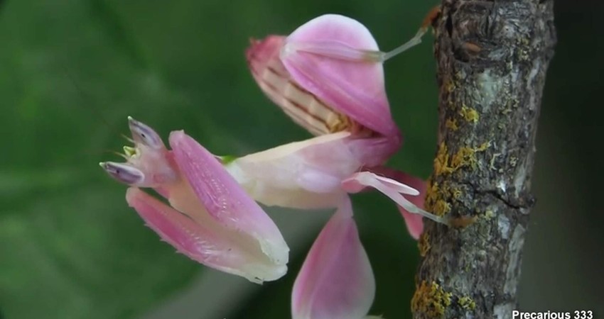 Hymenopus coronatu zna da iskoristi svoje prednosti