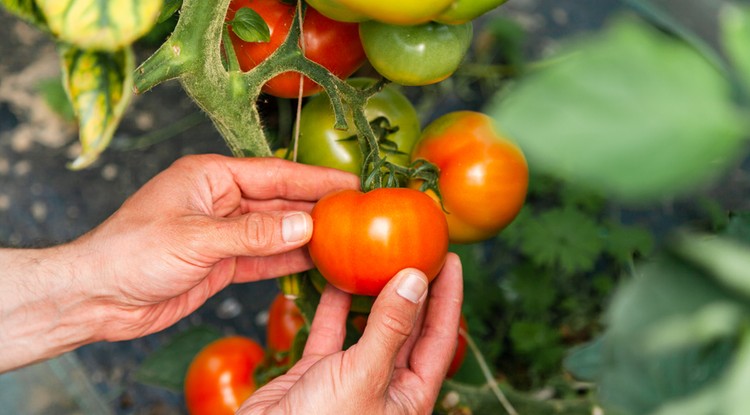 Tedd meg a tövekkel és hatalmas lesz a paradicsom termés nyáron. Fotó: Shutterstock