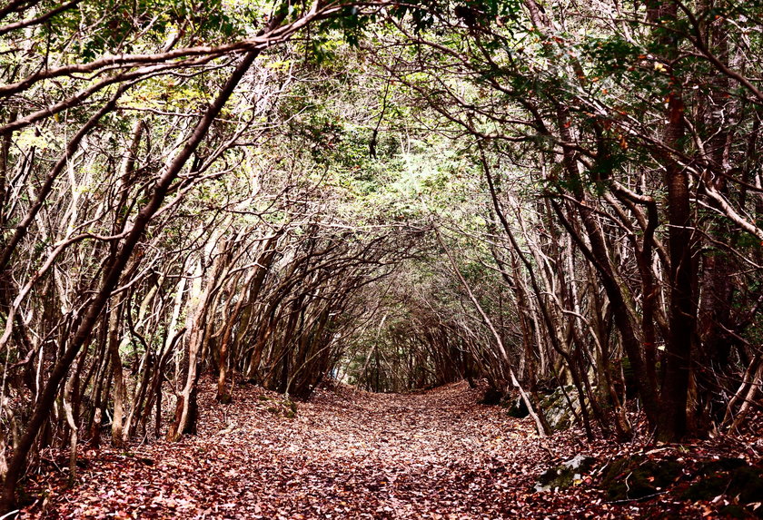 Las Aokigahara