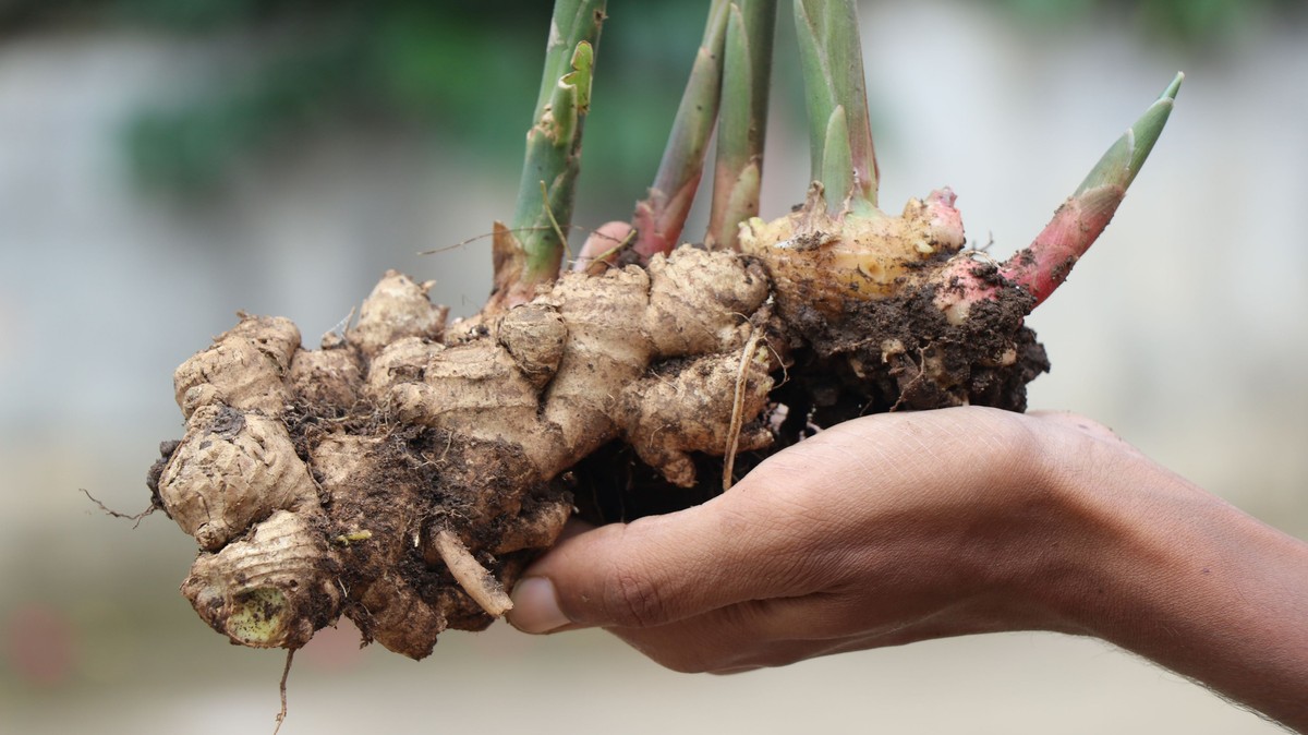 Así crece el jengibre, mucho en una jaula.  No más gastar dinero en esta planta saludable.