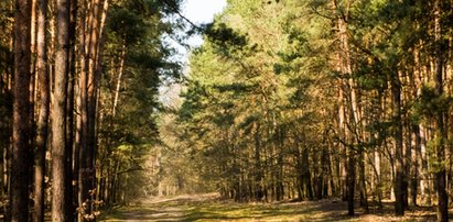 Groza w Tatrach. To było niebezpieczne spotkanie. Dziewczynka trafiła do szpitala