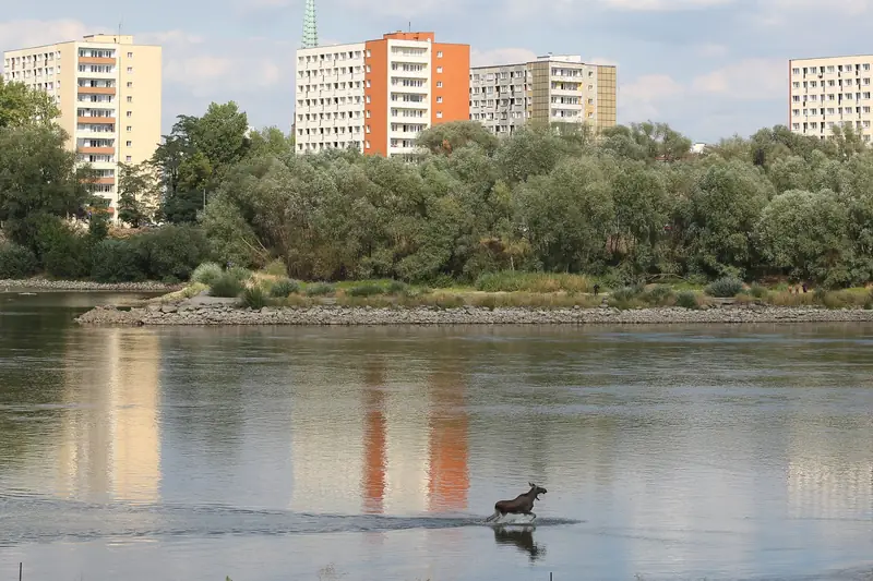 Sierpień 2015. Epopeja łosia brodzącego po Wiśle była relacjonowana na TVN24 przez 3 godziny