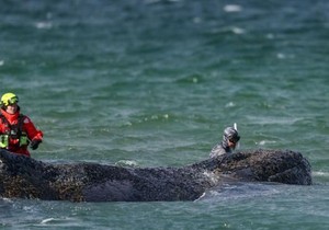 Biolog Robert Mark Lehman bio je uključen u spasavanje nasukanog kita | Foto: EPA