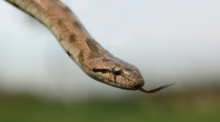 Kígyót kaptak lencsevégre Miskolcon / Fotó: Northfoto