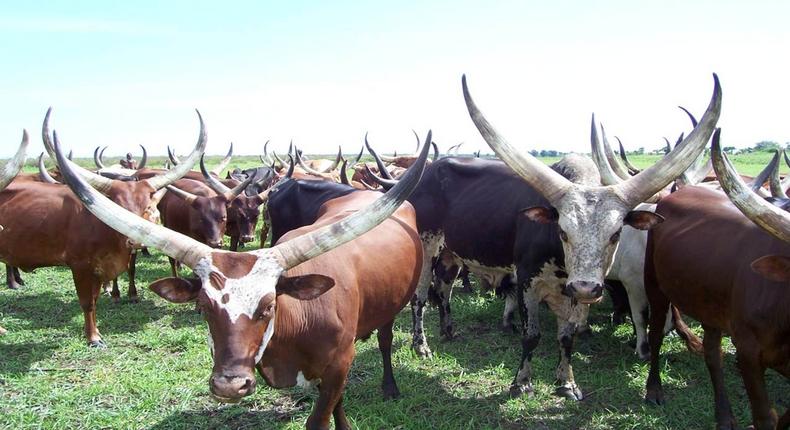 Nigeria adopts National Livestock Transformation Plan.