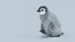 Cukiságbomba: pingvin született a Szegedi Vadasparkban – fotók