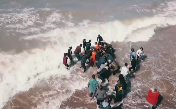 Uratowano sześć orek, które utknęły na plaży w Argentynie. Wróciły do oceanu [WIDEO]