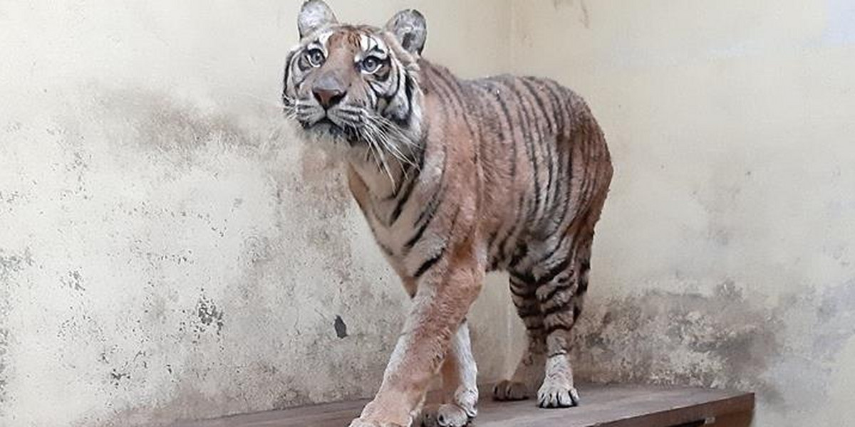 Dziewięć tygrysów trafiło do zoo w Poznaniu