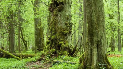 Puszcza Białowieska