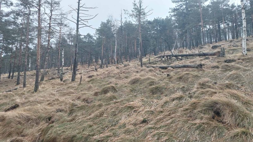 Šuma u delu Divčibara gde je predviđeno pošumljavanje ugrožena je sušenjem stabala i bila je zahvaćena požarom