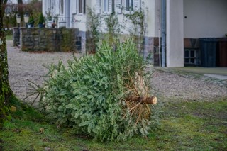 Choinka po świętach to problem. Wystarczy jeden błąd i jest kara. Co robić?