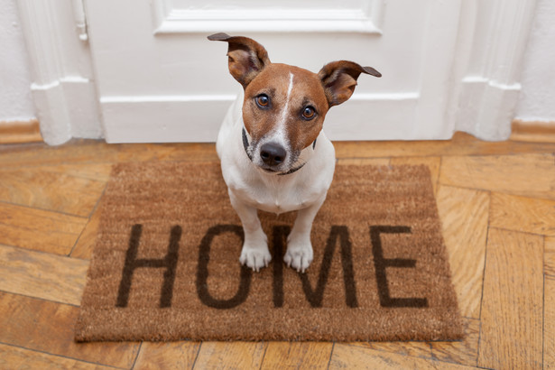 Czy właściciel mieszkania może ci zakazać trzymania psa? Przepisy są jasne