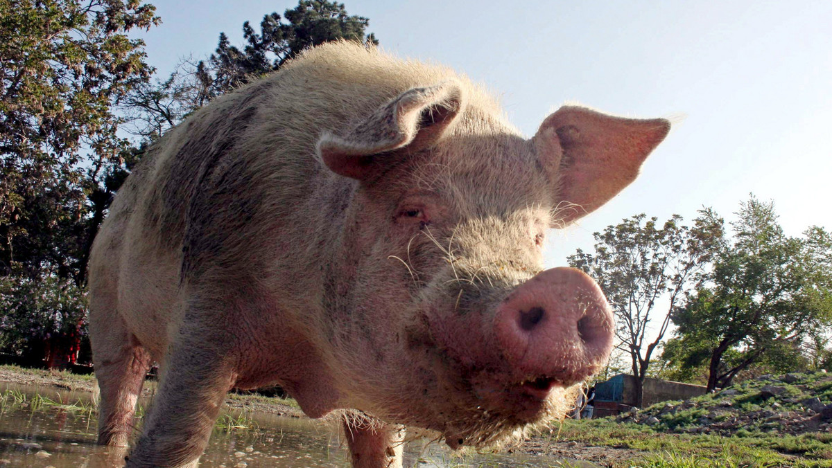 Farmer z Kanady zaraził stado świń wirusem H1N1 zwanym świńską grypą. To pierwszy taki przypadek, kiedy wirus został przeniesiony z człowieka na zwierzę, a nie na odwrót - informuje Times Online.