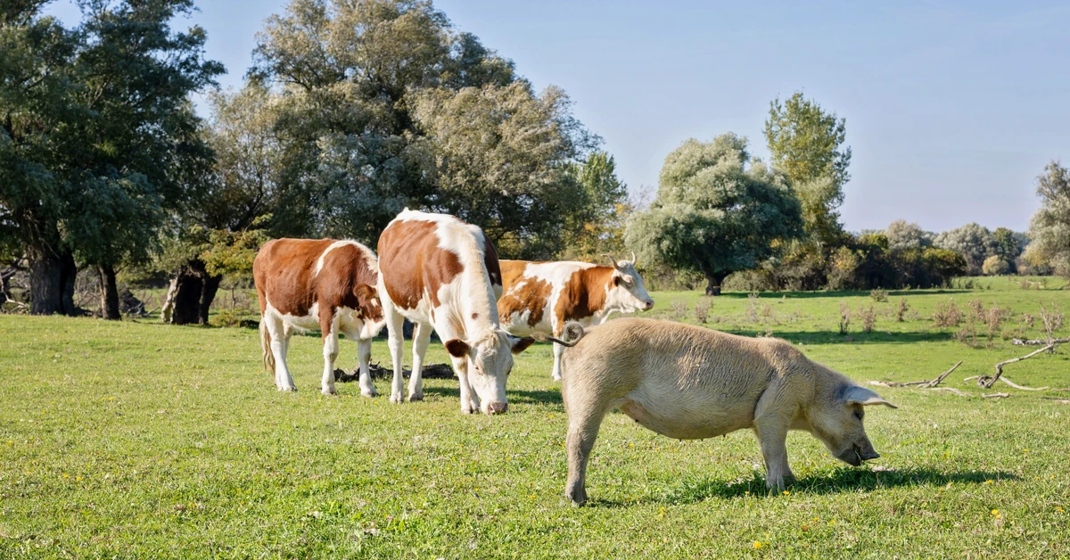 Znasz polskie przysłowia ze zwierzętami? Trudny QUIZ dla erudytów, ale mniej niż 80 proc. to wstyd!