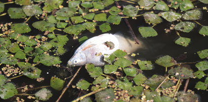 Znaleźli przyczynę śnięcia ryb w Odrze? Wykryto "złote algi"