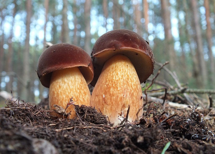 Podgrzybek brunatny. Fot. nagrzyby.pl/ Wiesław Kamiński