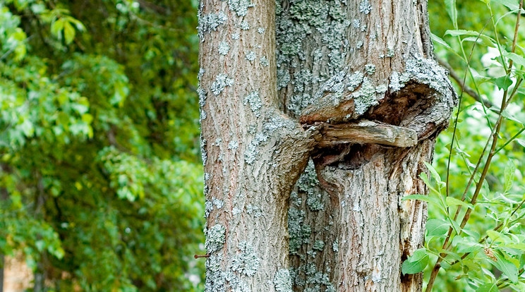 A természet csodái... / Képünk illusztráció / Northfoto