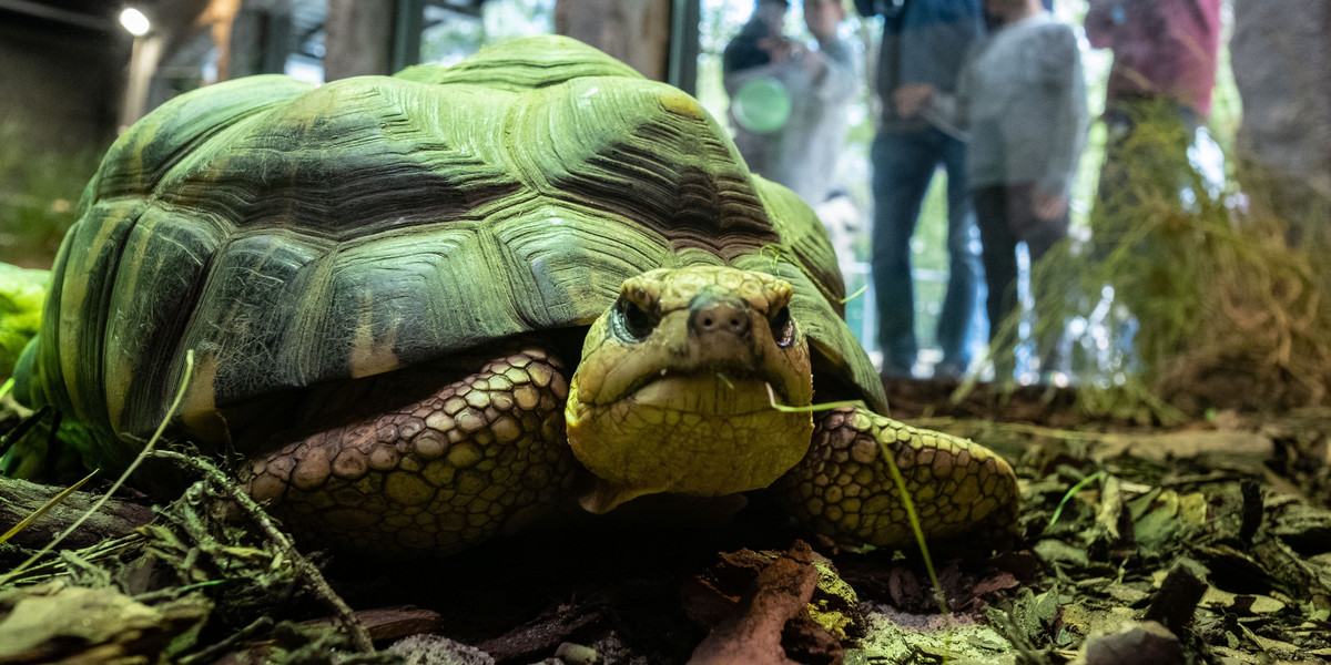 Żółwie z poznańskiego zoo mają nowy dom.