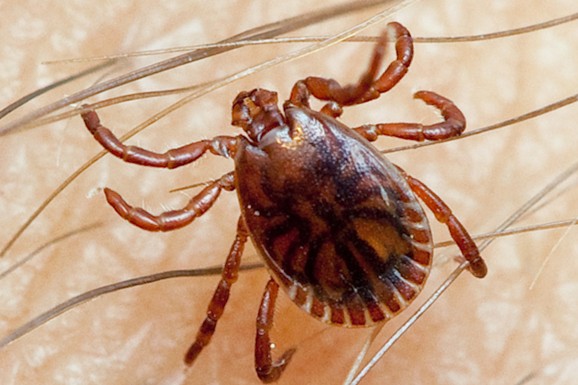 "Posle jedne šetnje, NAŠLA SAM 20 KRPELJA!": Beograđanka šokirana prizorom, pita se da nije rano za ovakvu najezdu. I po Evropi ove krvopije "divljaju"