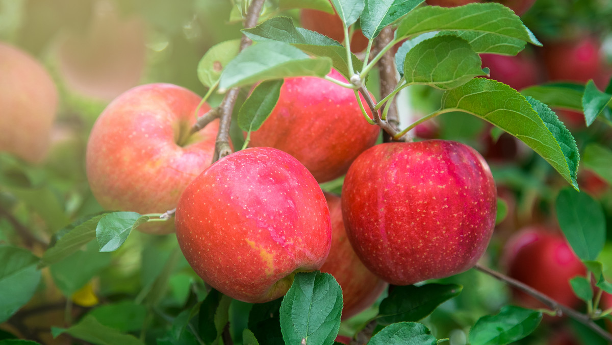 Świetnie wszystkim znana jabłoń, która występuje powszechnie w strefie klimatów umiarkowanych w Europie, Azji i Ameryce Północnej, rozmnaża się zwykle przez oczkowanie i szczepienie. Wymaga gleby przewiewnej i dostatecznie wilgotnej. Na świecie występuje około 30 dziko rosnących gatunków jabłoni. W wyniku ich krzyżowania wyhodowano jabłoń domową. Należące do tego gatunku, sadzone w ogrodzie jabłonie są różnorodne. Liczba ich odmian jest niezwykle trudna do ustalenia. Łączy je przede wszystkim wspólny przodek – jabłoń dzika. Różni natomiast cała lista rozmaitych parametrów, takich jak choćby: kształt i smak owocu, kolory, wielkości, soczystość czy okres owocowania. To ostanie kryterium pozwala wyodrębnić trzy nadrzędne grupy jabłoni domowych: letnie, jesienne i zimowe.