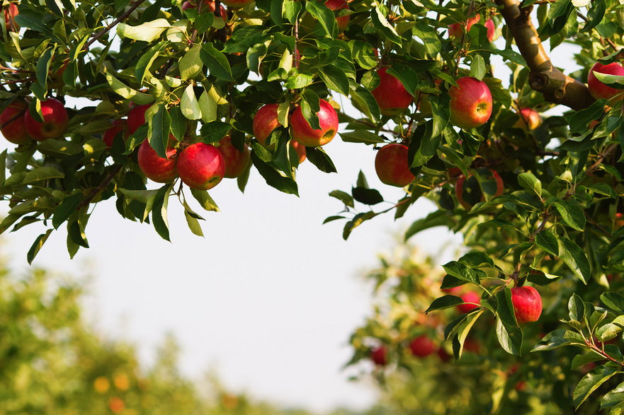Jabłka, w zależności od odmiany, różnią się między sobą kolorem, kształtem i wielkością