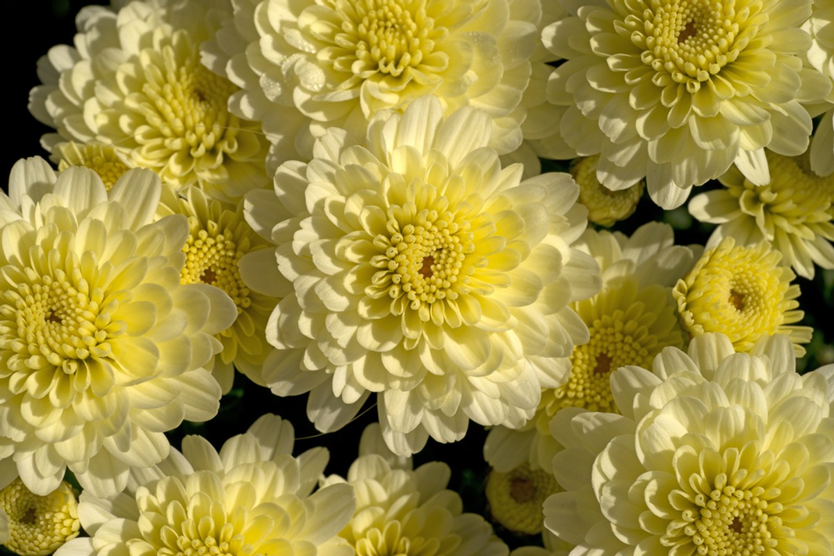 W wielu krajach świata chryzantemy są symbolami słońca i życia