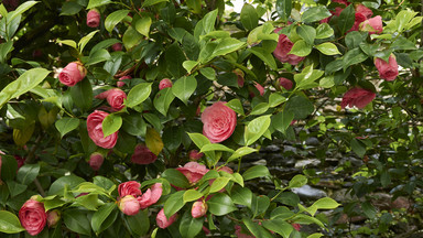 Kamelia japońska - ozdobny krzew przypominający różę. Tajemnice właściwej pielęgnacji