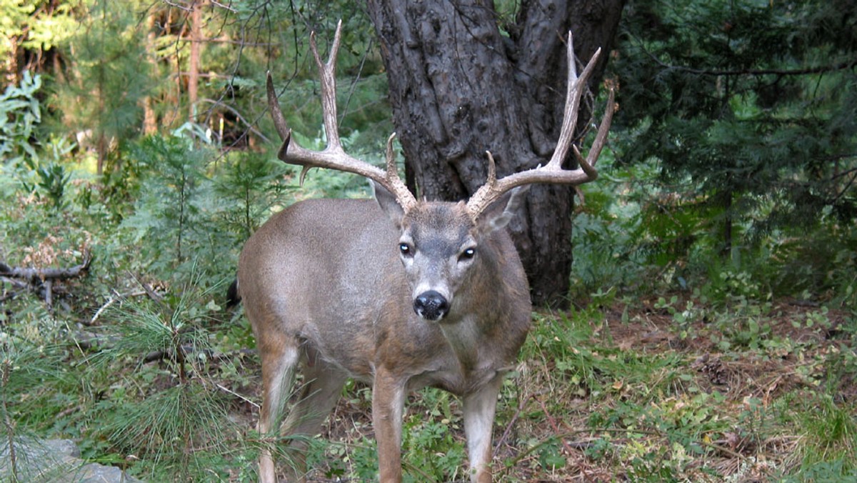 Około 10 tys. ludzi, którzy w tym roku spędzili wakacje na kempingu w amerykańskim Parku Narodowym Yosemite, jest narażonych na ryzyko choroby wywoływanej przez niebezpieczny wirus - poinformowały w piątek służby epidemilogiczne w USA.