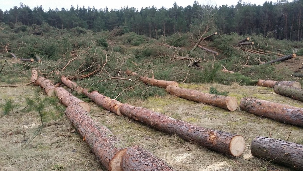 Łeba: wycięto kilkaset drzew w strefie nadmorskiej