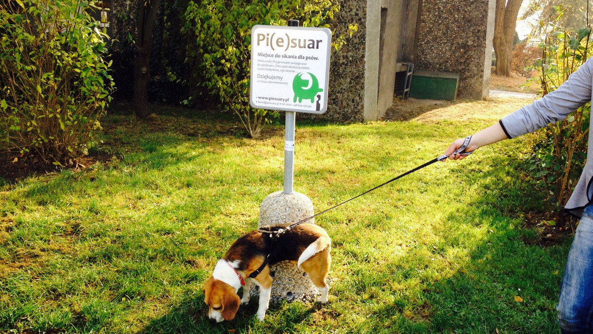 Na jednym z trawników na terenie Wydziału Weterynarii Uniwersytetu Przyrodniczego we Wrocławiu właśnie zamontowano pierwszy w mieście pi(e)suar. Wygląda jak zwykły słupek, ale to pod nim psi pacjenci klinik mają załatwiać swoje najpilniejsze potrzeby.