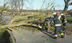 Tragedia w Wielkopolsce. Wyrwane z korzeniami drzewo zabiło 47-latka