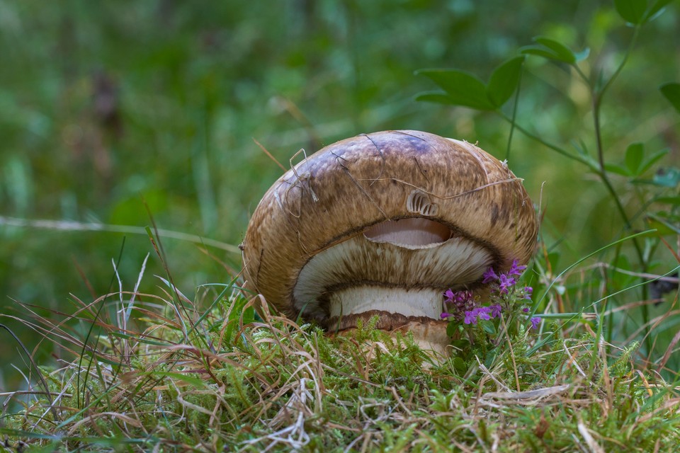 Dwupierścieniak cesarski (Catathelasma imperiale)