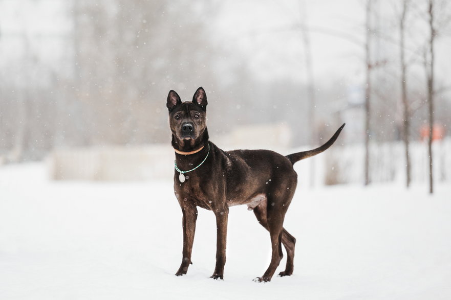 Thai ridgeback